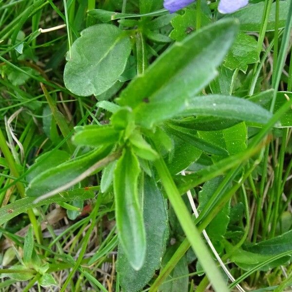 Viola lutea Leaf