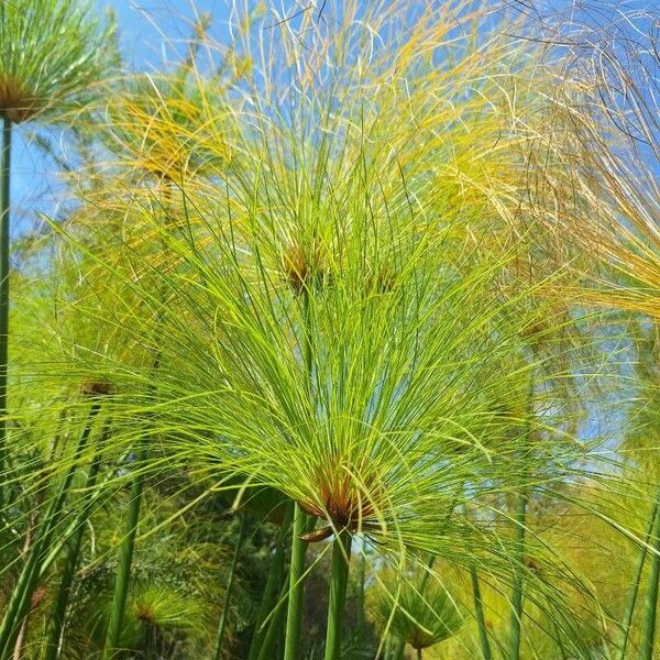 Cyperus papyrus ᱥᱟᱠᱟᱢ