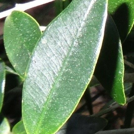 Alyxia tisserantii Leaf