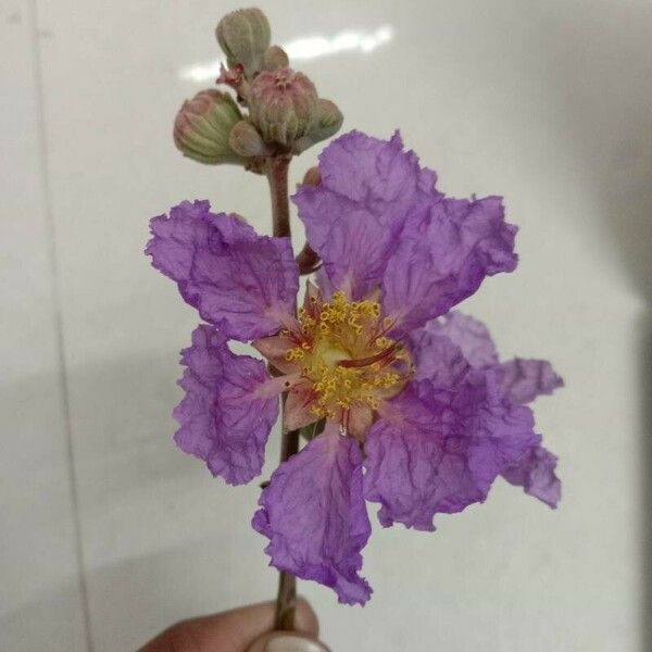 Lagerstroemia speciosa Flower