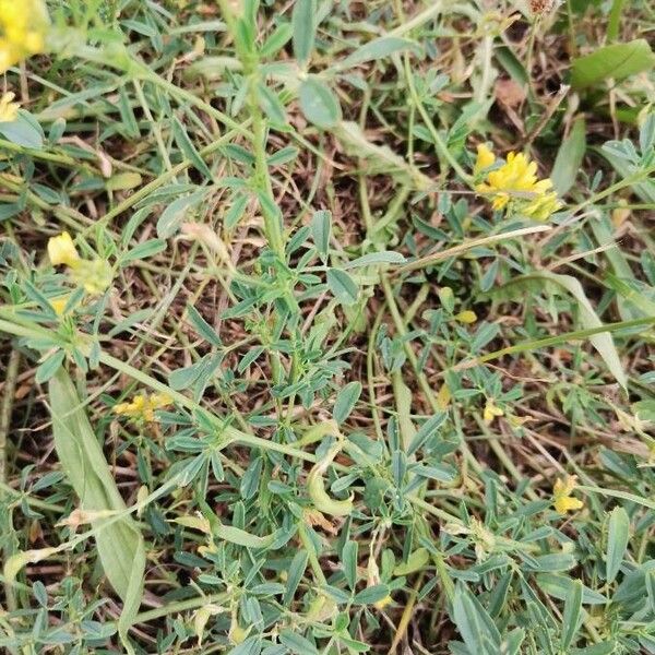 Medicago falcata Blatt