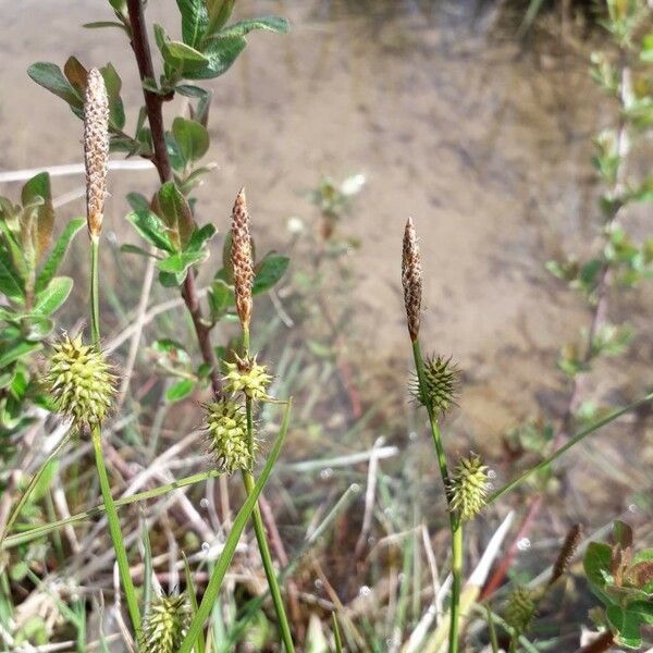 Carex oederi Flower