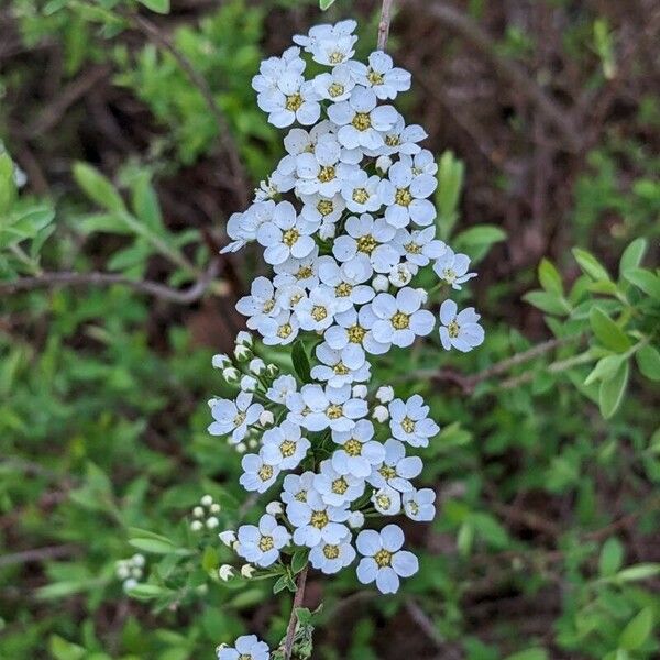 Spiraea cantoniensis Blodyn