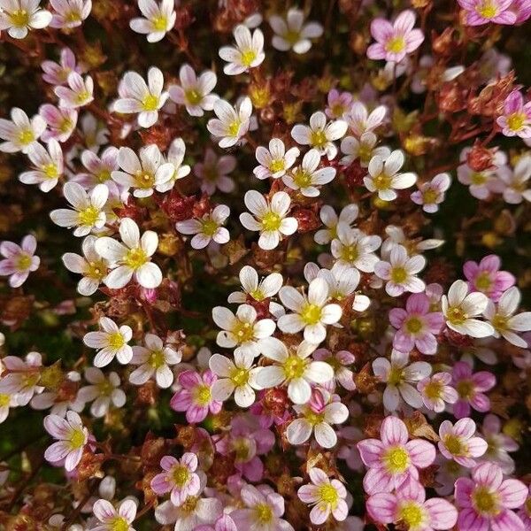 Saxifraga cespitosa Flower