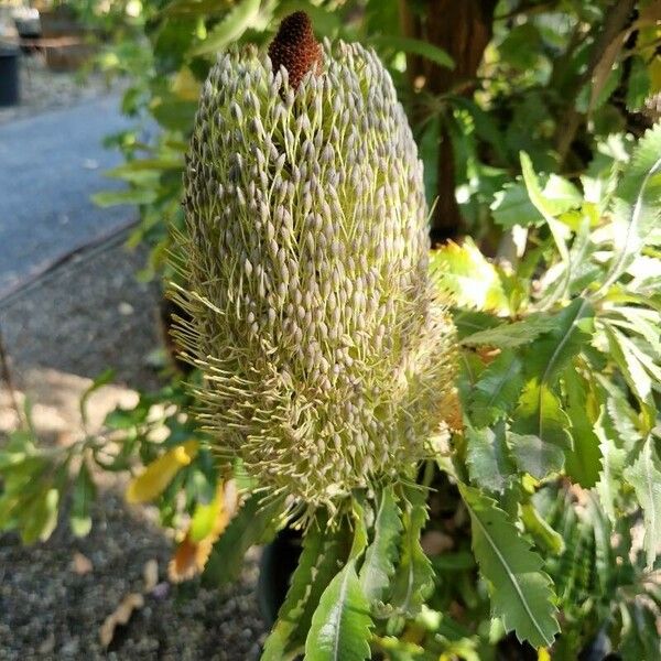 Banksia serrata Sonstige