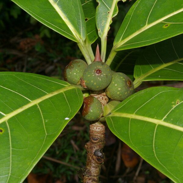 Ficus obtusifolia Плід