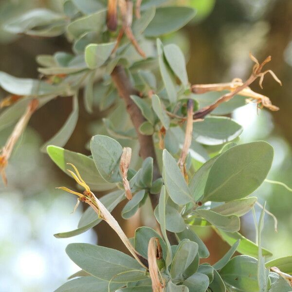 Agelanthus natalitius Elinympäristö