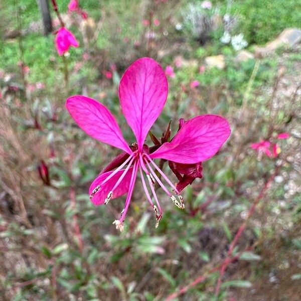 Oenothera lindheimeri Fleur