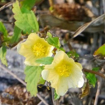 Sida ulmifolia Blüte