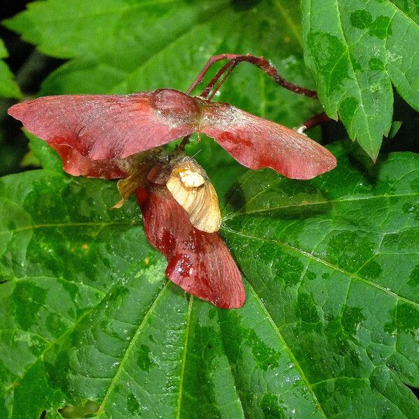 Acer circinatum ഫലം