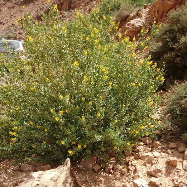 Adenocarpus anagyrifolius Fleur