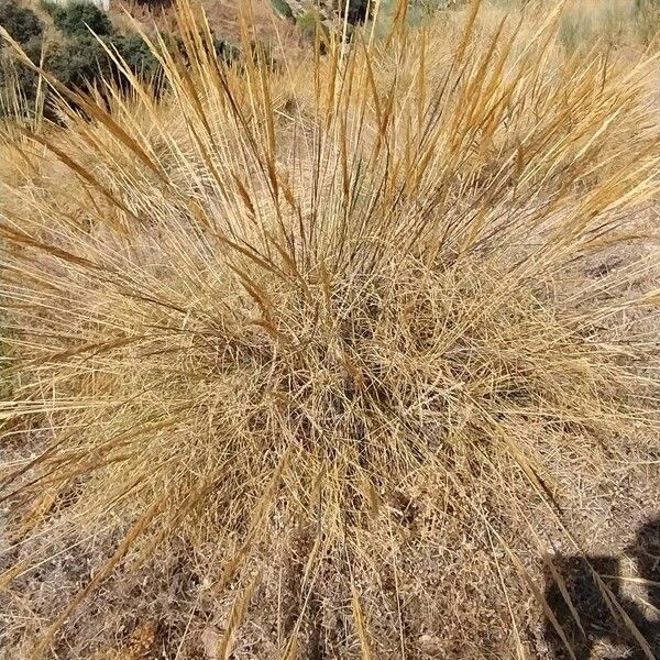 Macrochloa tenacissima Flower