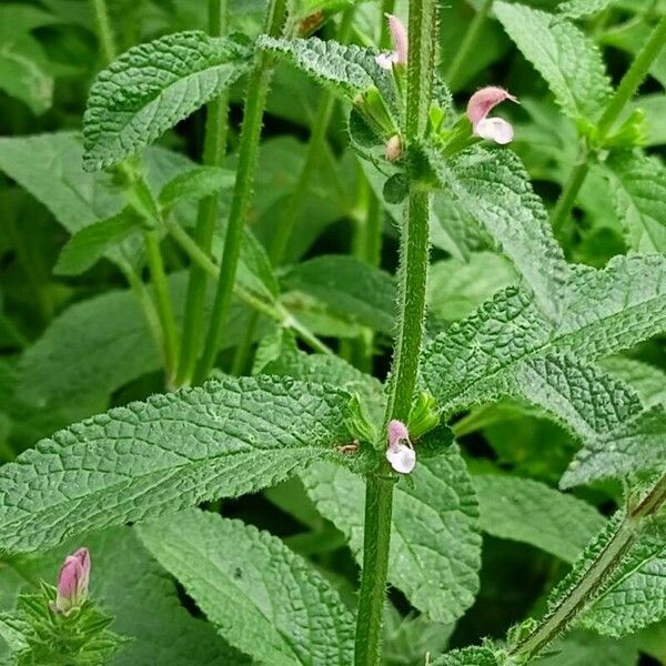 Salvia viridis Листок