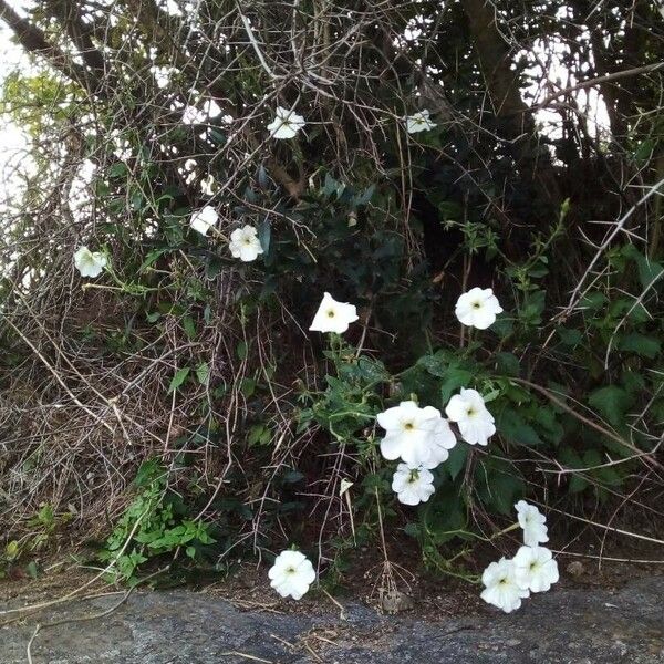 Petunia axillaris Cvet