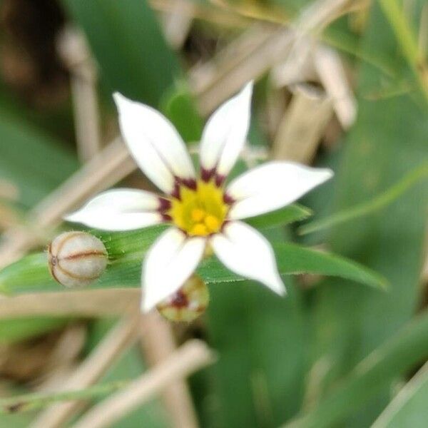 Sisyrinchium micranthum Blüte