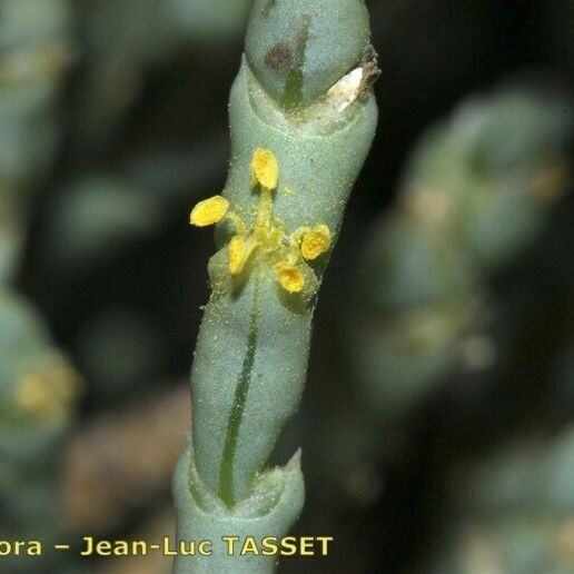 Anabasis articulata പുഷ്പം