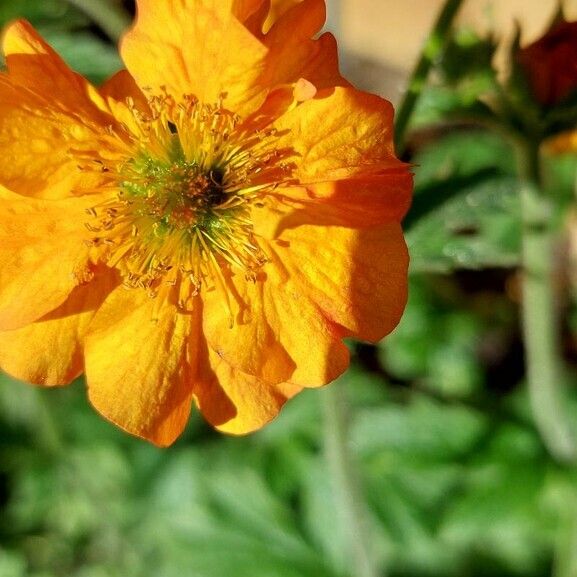 Geum sylvaticum Flower