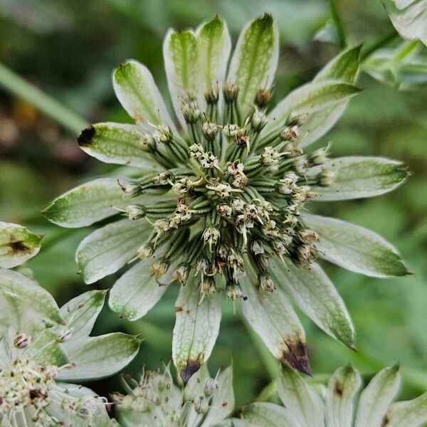 Astrantia major Virág