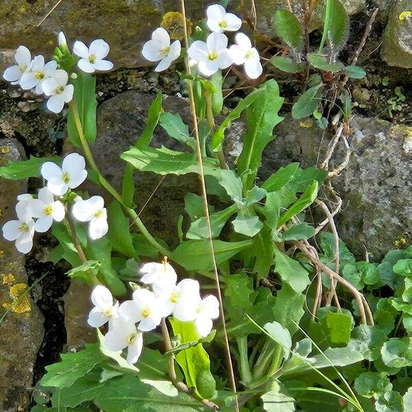 Arabis caucasica Habit