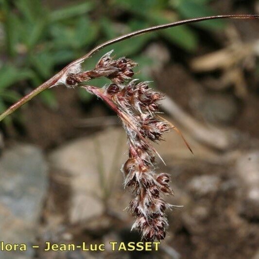 Luzula spicata Floro