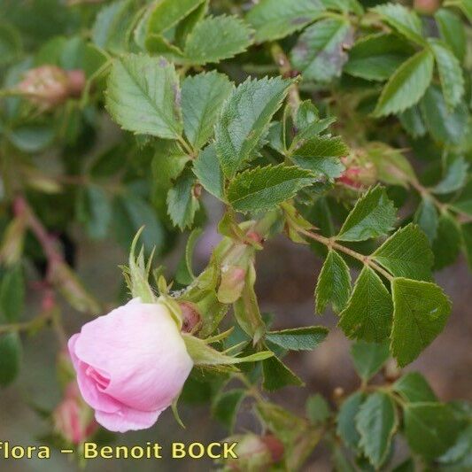 Rosa squarrosa Beste bat