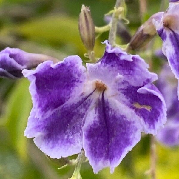 Duranta erecta Flor