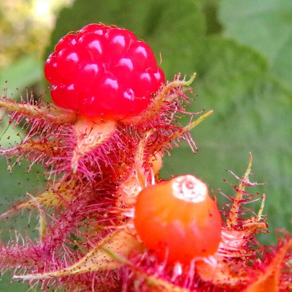 Rubus phoenicolasius Plod