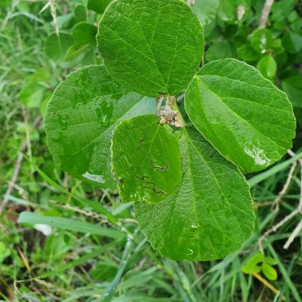 Cordia monoica 叶