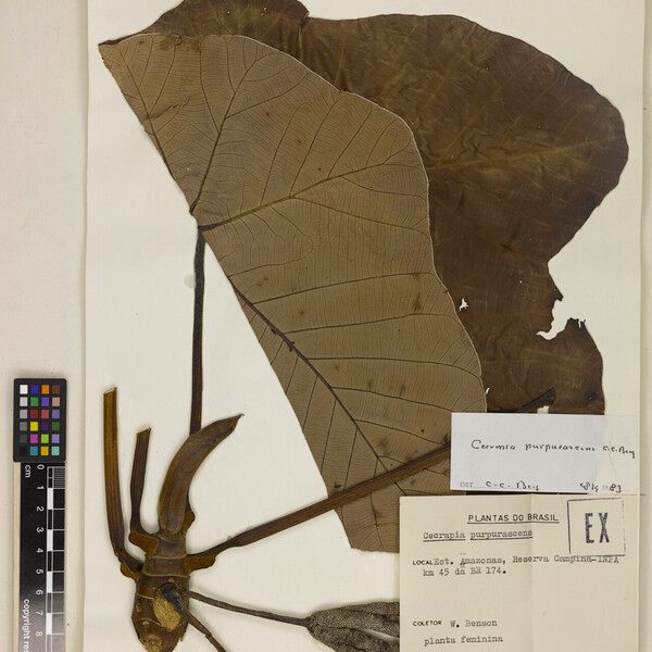 Cecropia purpurascens Folio