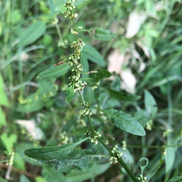 Lipandra polysperma പുഷ്പം