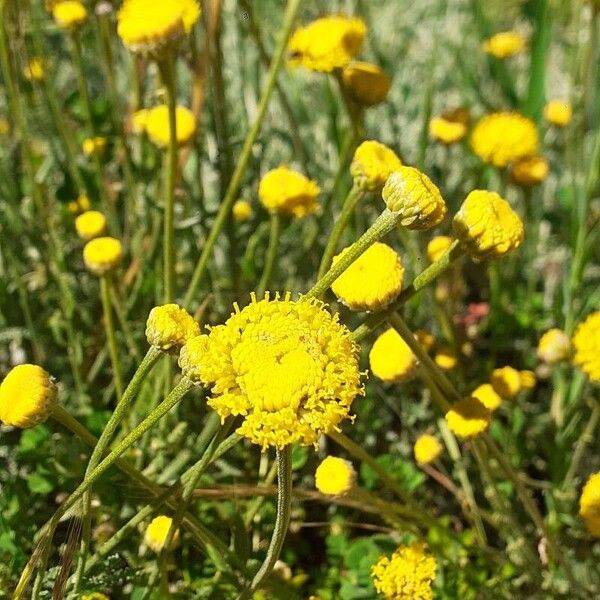 Santolina villosa Flower