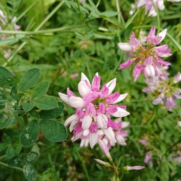 Coronilla varia Květ