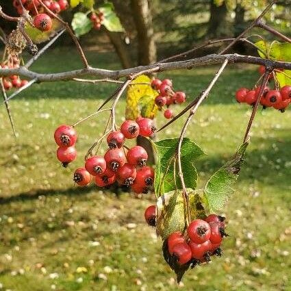 Crataegus phaenopyrum Fruchs