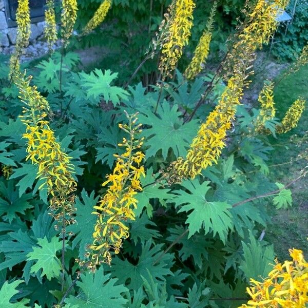 Ligularia wilsoniana Flower