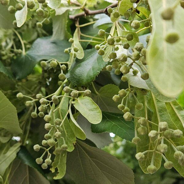 Tilia tomentosa Gyümölcs