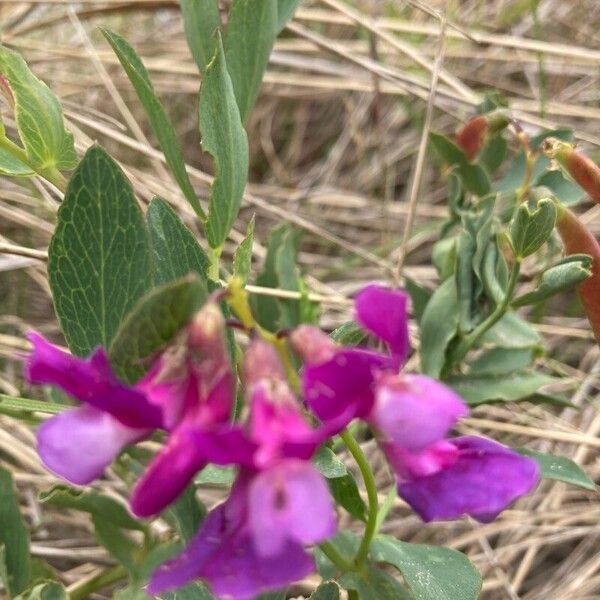 Lathyrus japonicus Λουλούδι