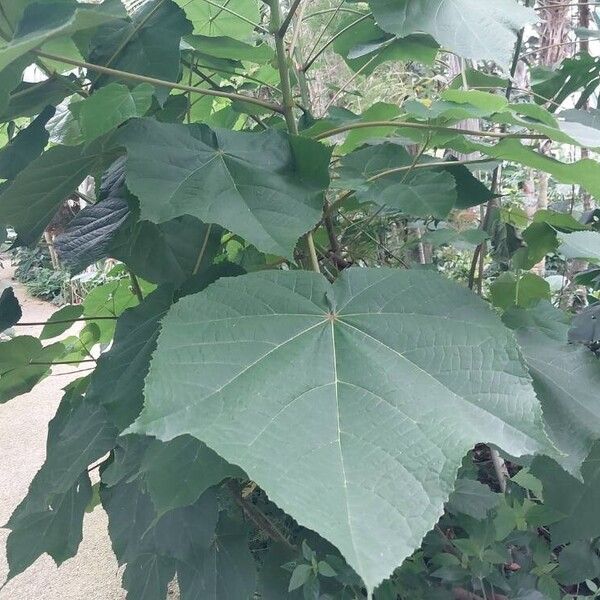 Dombeya wallichii Leaf