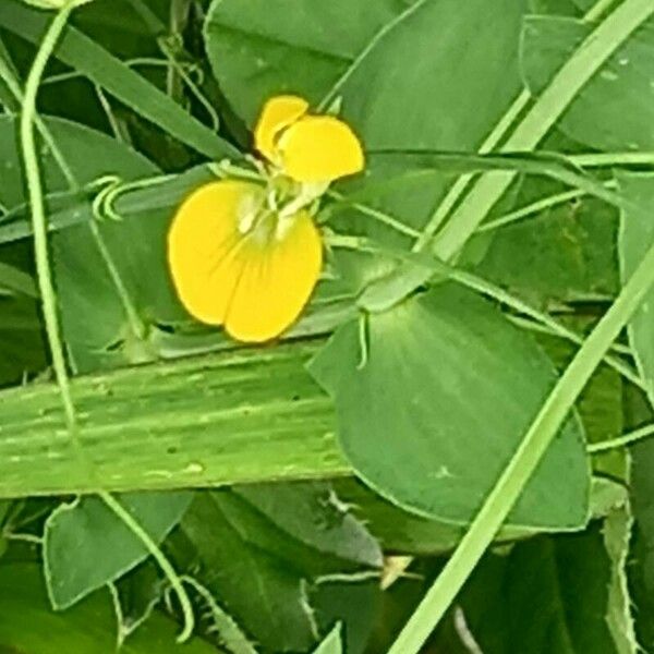 Lathyrus aphaca Çiçek