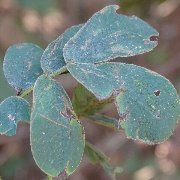 Cassia obtusifolia Leaf