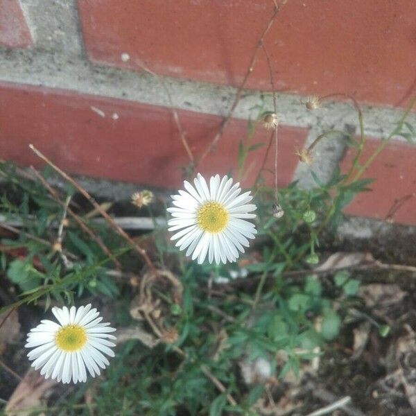 Erigeron karvinskianus Квітка