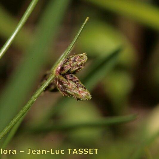 Isolepis setacea Övriga