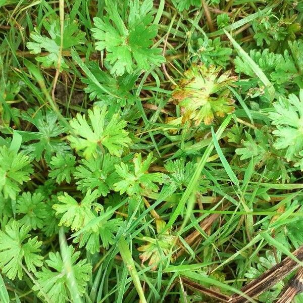 Geranium carolinianum Blatt