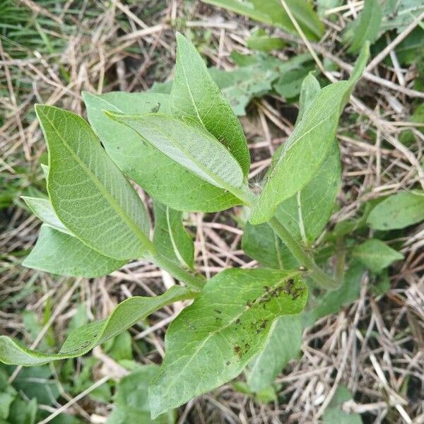 Asclepias purpurascens برگ