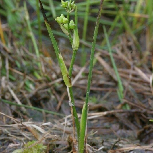 Scheuchzeria palustris Plante entière