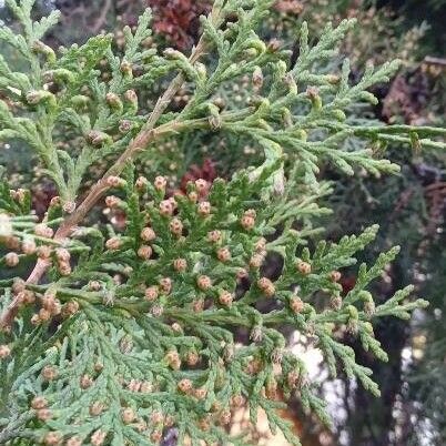 Platycladus orientalis Flower