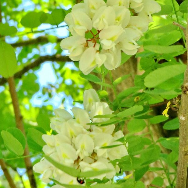 Robinia pseudoacacia Flors