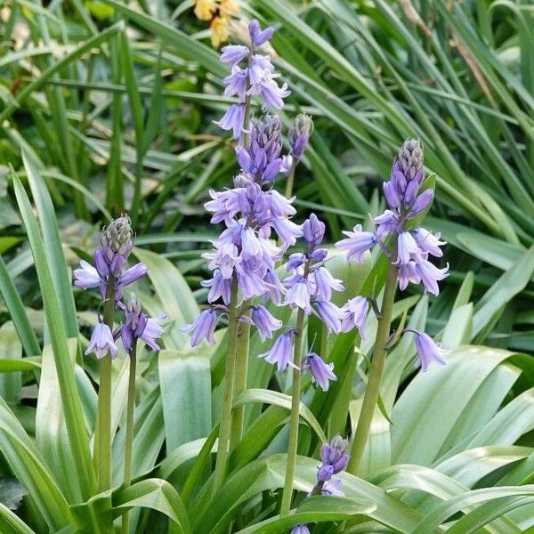 Hyacinthoides hispanica Květ