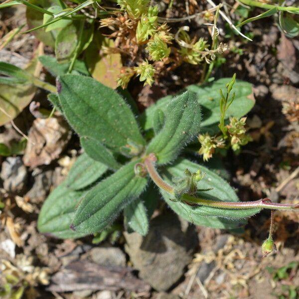 Tuberaria guttata Leaf