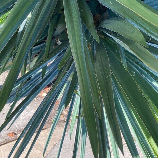 Yucca glauca Deilen