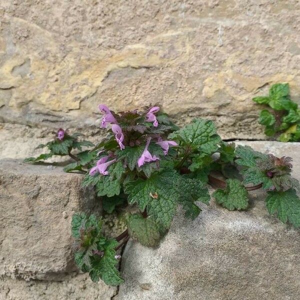 Lamium hybridum Хабит